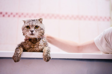 Washing of cute kitty cat in bathroom.