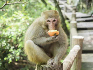Obraz premium A monkey eating an apple sitting on the walkway at Yuanjiajie Mountain, Wulingyuan Scenic Area, Zhangjiajie National Forest Park, Hunan Province, China, Asia