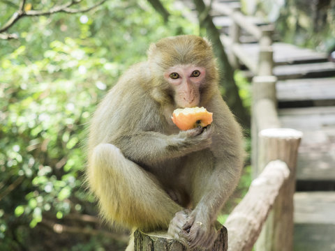 A monkey eating an apple sitting on the walkway at Yuanjiajie Mountain, Wulingyuan Scenic Area, Zhangjiajie National Forest Park, Hunan Province, China, Asia
