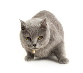 Grey pretty cat