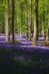 Bluebell wood in UK