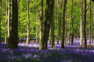 Bluebell wood in UK