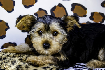 Yorkshire Terrier Puppy with Large Ears in front of a Leopard Print Background