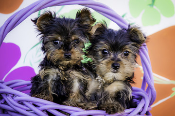 Two Yorkshire Terrier Puppies in a Purple Basket with a Pink, Green, and Orange Spring Flower Background
