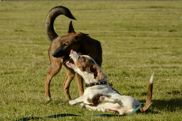 Dogs play with each other. Merry fuss puppies. Aggressive dog. Training of dogs