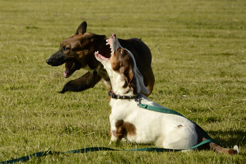 Dogs play with each other. Merry fuss puppies. Aggressive dog. Training of dogs