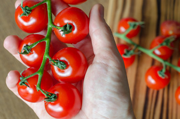 A branch of cherry tomatoes in woman's hand against blurred board with tomatoes