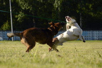 Dogs play with each other. Merry fuss puppies. Aggressive dog. Training of dogs