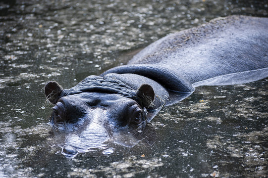 hipopotam patrzy w obiektyw