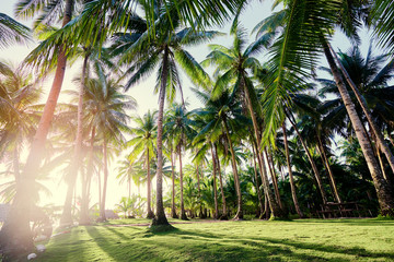 Naklejka premium Tropical landscape. Sunny day. Beautiful green coconut palms plantation.