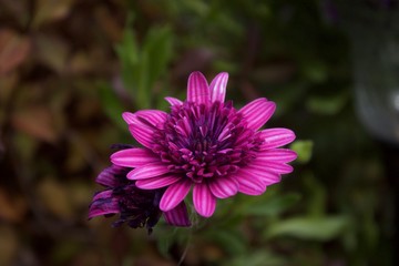 Flower, blooming, spring, purple, joy, new life, nature, natural, floral, garden, 