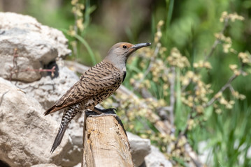 Northern flicker on rock at Capulin Spring in Sandia Mountains, New Mexico