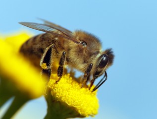bee or honeybee in Latin Apis Mellifera