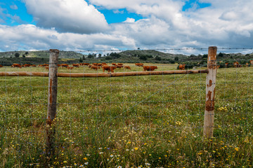 Fototapeta na wymiar Barrosa cow as a part of a herd of barrosa cows in Northeastern Portugal, Europe