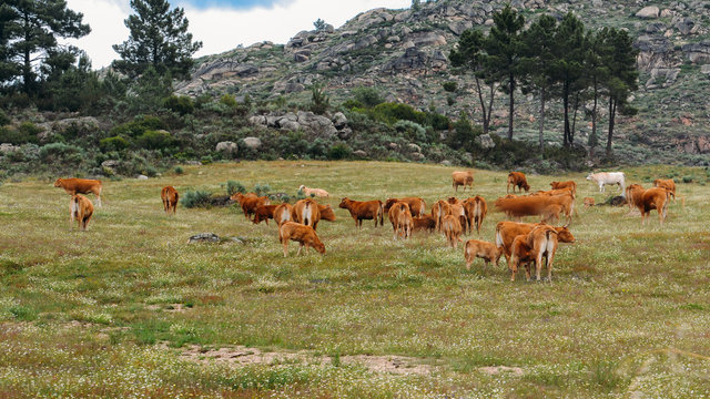 Barrosa cow as a part of a herd of barrosa cows in Northeastern Portugal, Europe