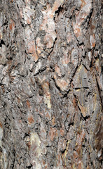 Texture of the bark of the old pine in shades of brown close-up