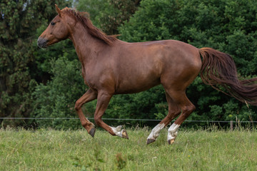 Fototapeta premium Fuchsstute in vollem Galopp 