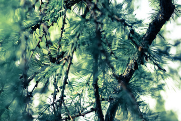 Closeup image of larch branches with needles. Mess of larch-tree branch in sun light, deep green and blue colors composition
