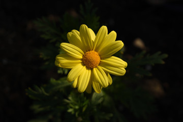 Bright Yellow Daisey