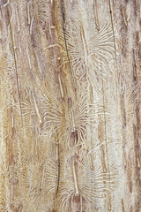 An old tree trunk without bark gnawed through by wood worms with worm traces, background