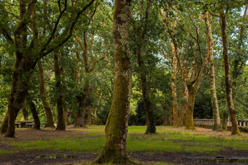 arboles en medio del bosque