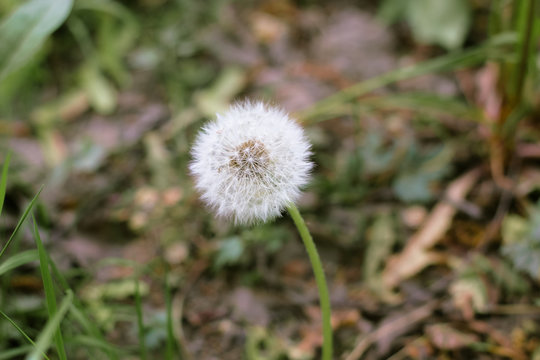 Beautiful white dandelion with seeds on grass background. Bright summer macro photo with cute single blowball