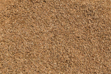 Cumin Jeera zira spice background. close-up view of zira. Cumin seeds from above. High angle photo of zira jeera cumin spices. zira a scattering. Zira seeds