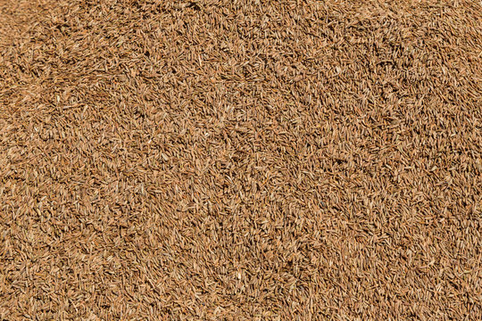 Cumin Jeera zira spice background. close-up view of zira. Cumin seeds from above. High angle photo of zira jeera cumin spices. zira a scattering. Zira seeds
