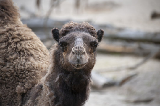 wielbłąd patrzy w obiektyw