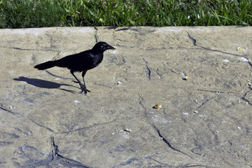 Greater Antillean grackle (Quiscalus niger) - Varadero, Cuba