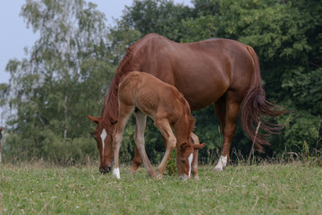 Fohlen versucht zu grasen, wie seine Mutter