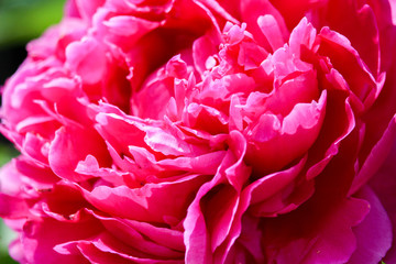 Pinkish Red Flower in the Spring