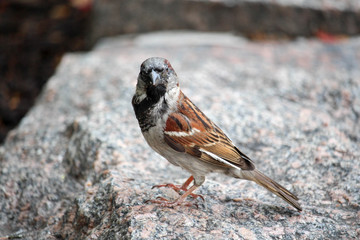 Sparrow Looking
