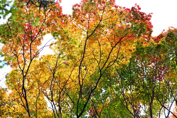 紅葉