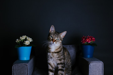 tabby cat sitting in a tiny gray sofa with pots of flowers on the sofa arms
