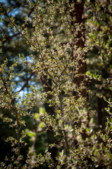 Laguna Mountains, California