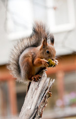 Naklejka na ściany i meble Squirrel eats in a park on a branch.