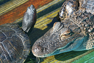 Head of alligator and turtle - Florida