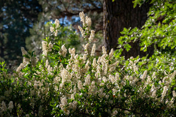 Laguna Mountains, California