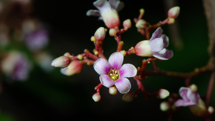 Closeup photo of Carambola flower or starfruit flower. Selective focus