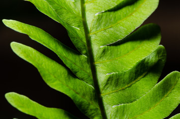 Fototapeta premium Close up photo of natural green young ostrich fern or shuttlecock fern leaves (Matteuccia struthiopteris)