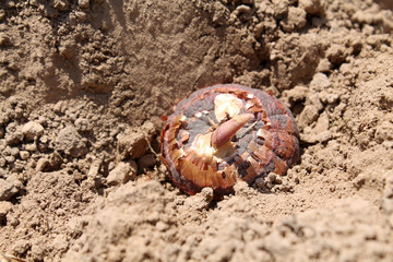 Gladiolus corm on garden soil before planting