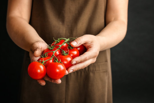 Farmer holding ripe tomatoes in hands, closeup