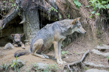 Female Red Wolf Protecting Den © Mark Kostich