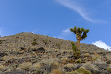 Joshua trees growing wild on the slopes of the white mountains of California