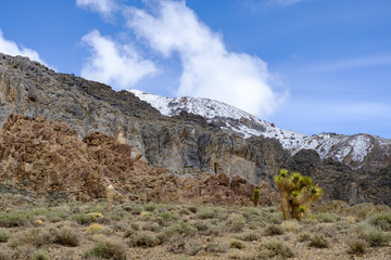 Joshua trees growing wild on the slopes of the white mountains of California
