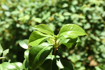 Tea shrub with green leaves outdoors on sunny day, closeup