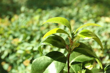 Tea shrub with green leaves outdoors on sunny day, closeup