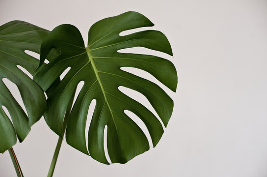 Monstera leaf on plain background