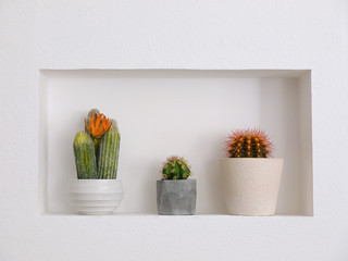 Beautiful different cacti as decoration in niche